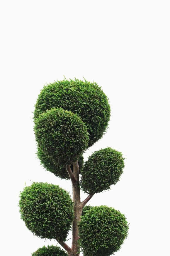 室内绿色植物高清壁纸图片 3022x4534