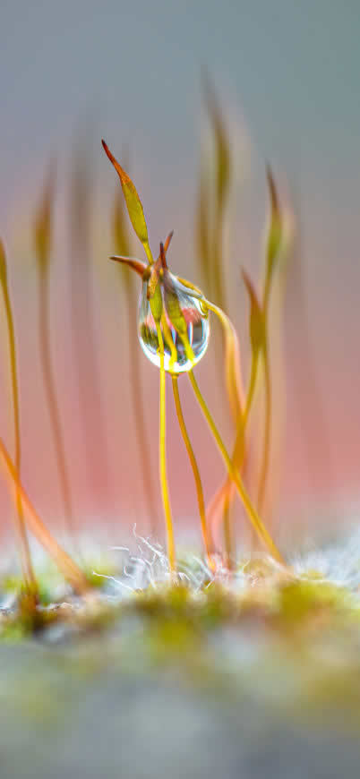 嫩芽上的露珠高清壁纸图片 1125x2436