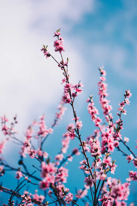 粉色桃花高清壁纸图片 3929x5893