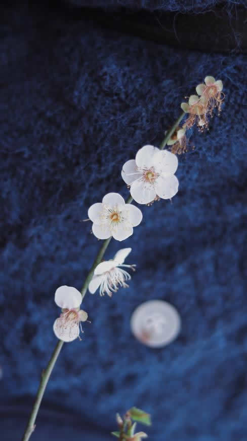 梅花高清壁纸图片 3904x6960