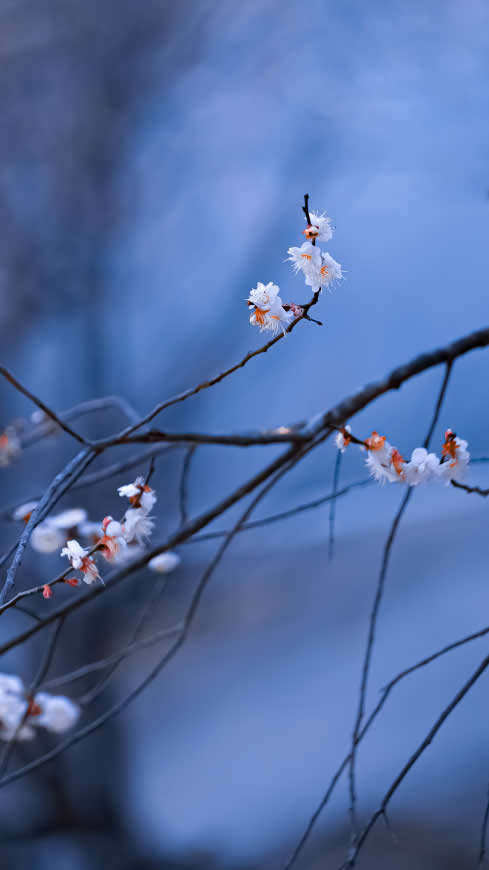 梅花高清壁纸图片 1464x2604