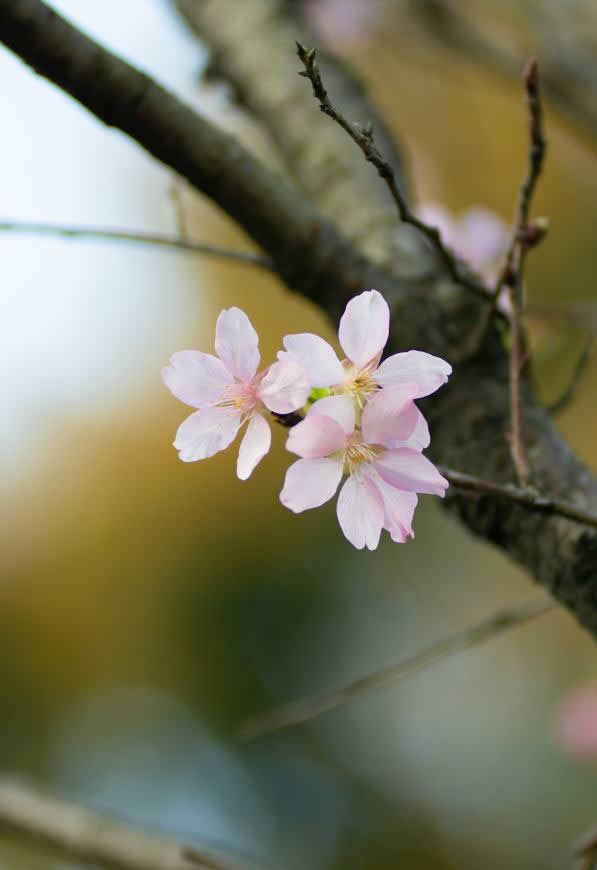 粉红色樱花高清壁纸图片 3712x5405