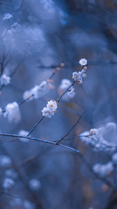 梅花高清壁纸图片 2993x5321