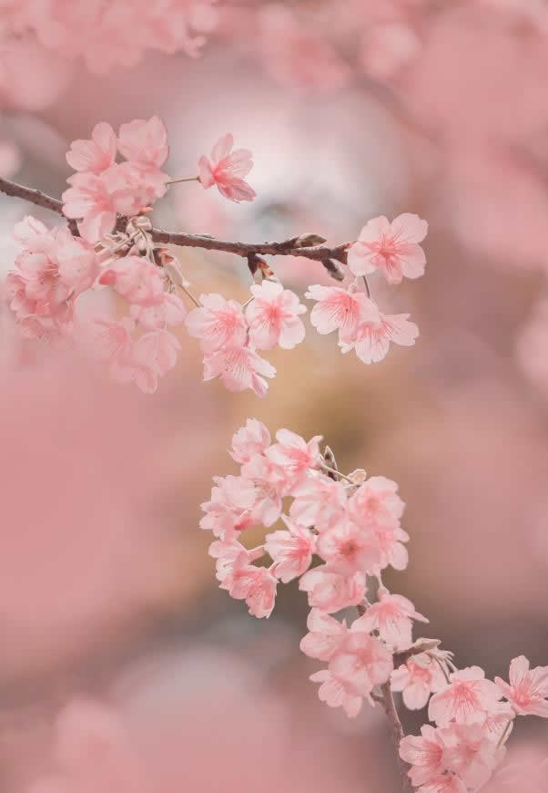 粉红色樱花高清壁纸图片 2113x3056