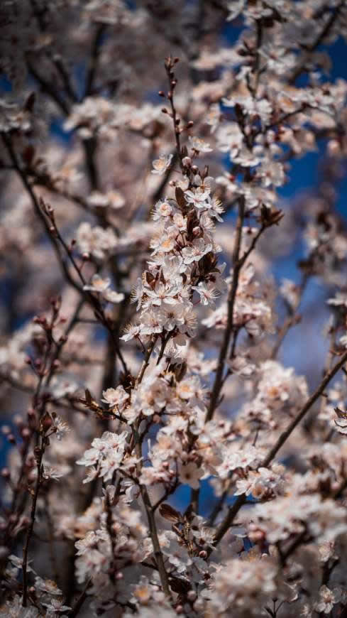 春天的樱花高清壁纸图片 2160x3840