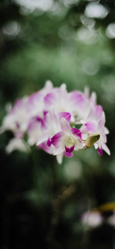 清新淡雅的紫色兰花高清壁纸图片 1125x2436