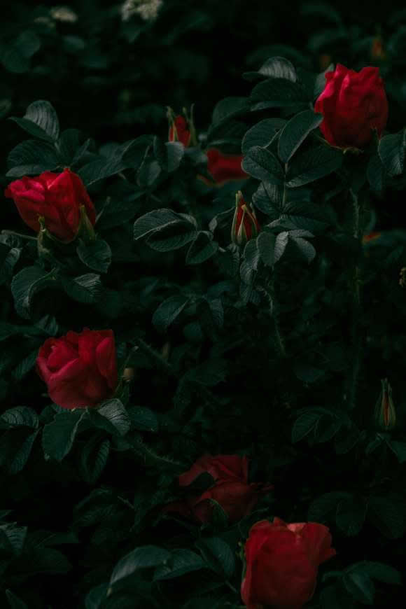 红色玫瑰花高清壁纸图片 4000x6000