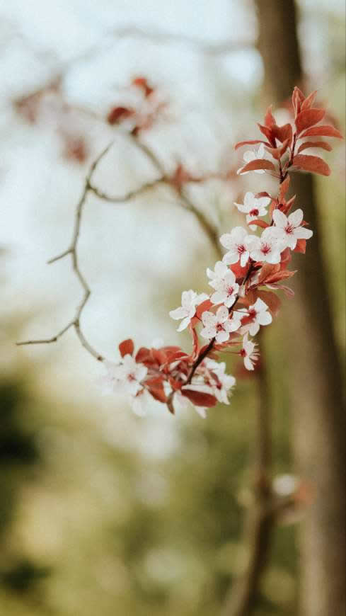 春天樱花高清壁纸图片 2160x3840