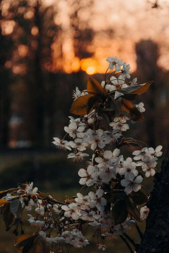 白色花朵特写高清壁纸图片 3688x5532