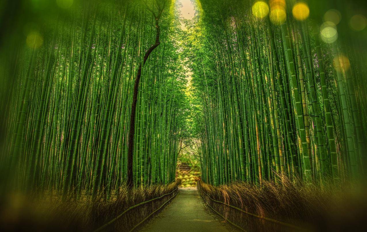 竹林景观
