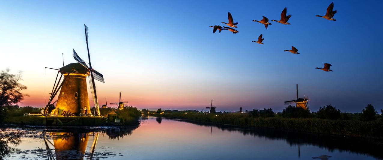 Kinderdijk风车,日落,大雁,3440x1440风景壁纸