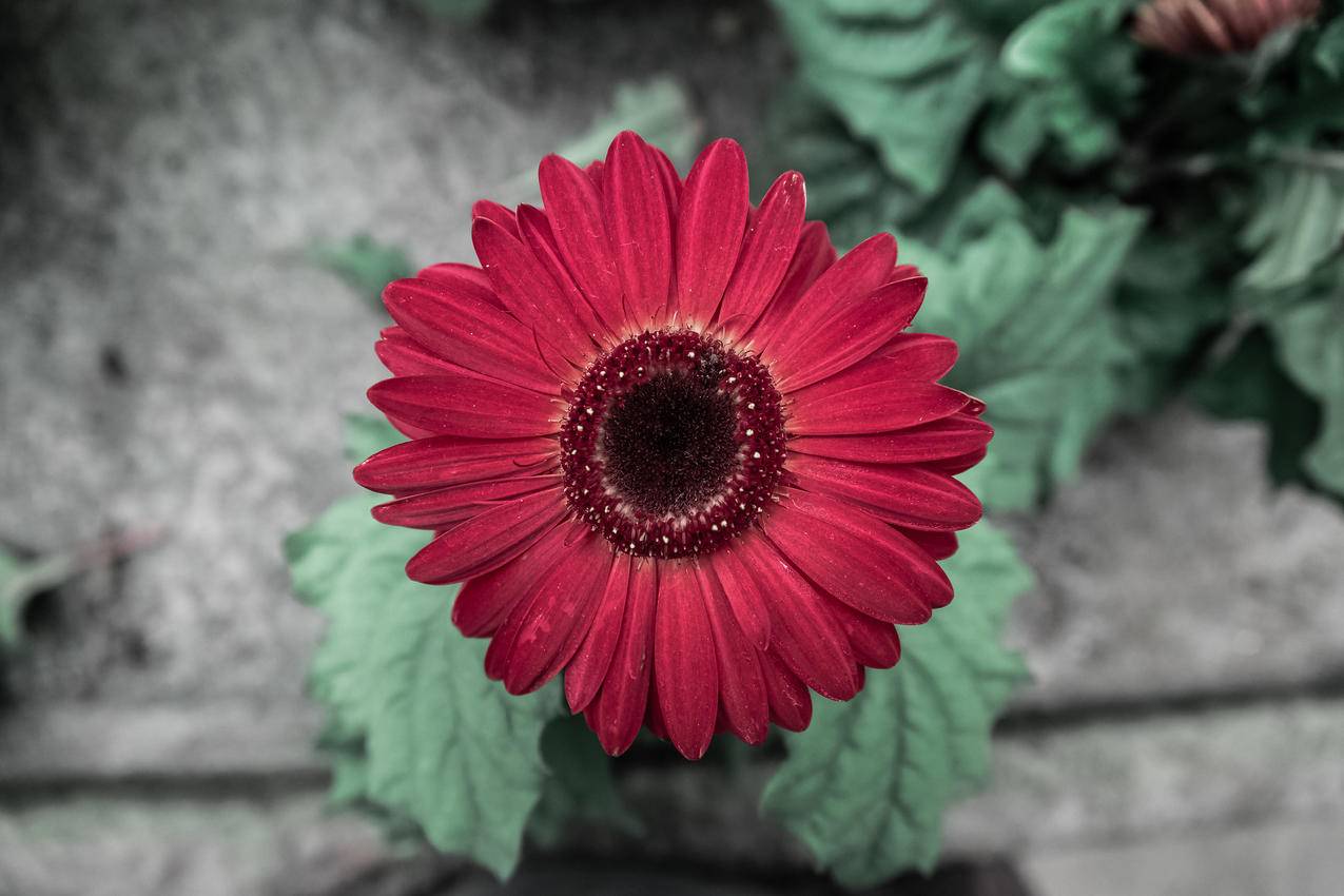 红色雏菊