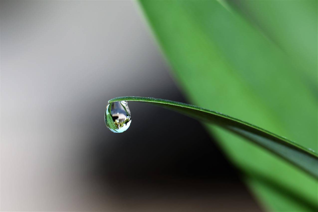 绿色的植物,水滴,4K壁纸