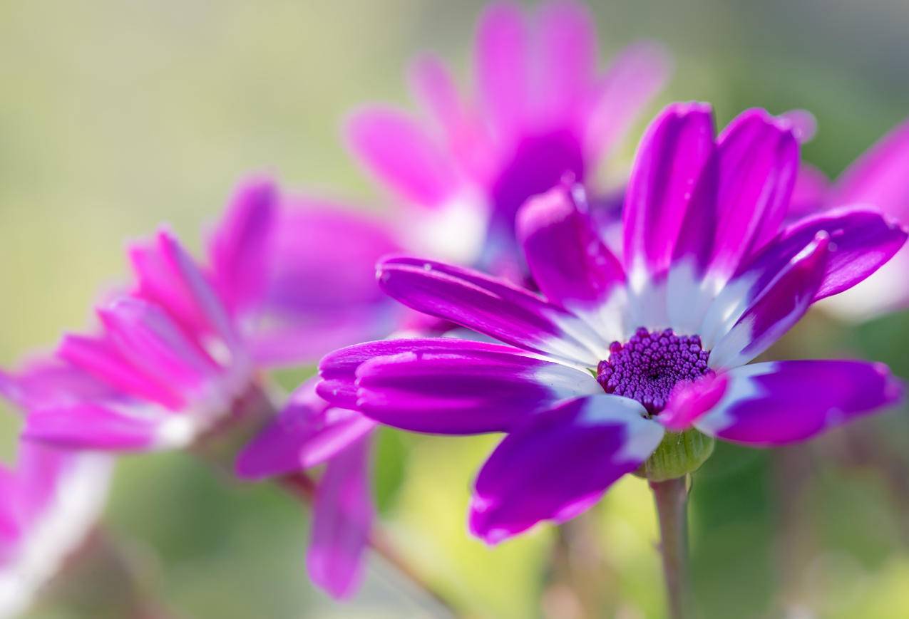 蓝眼菊花4K壁纸