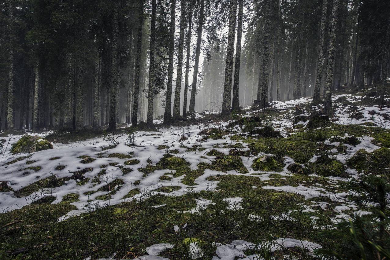 融雪,树林,初春,春意昂昂,7k壁纸