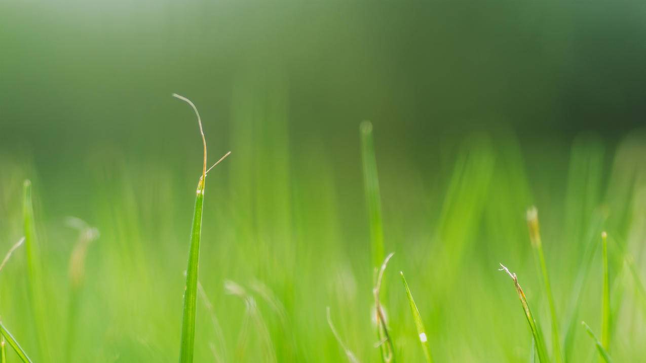 绿色小草,护眼,风景,4k高清壁纸