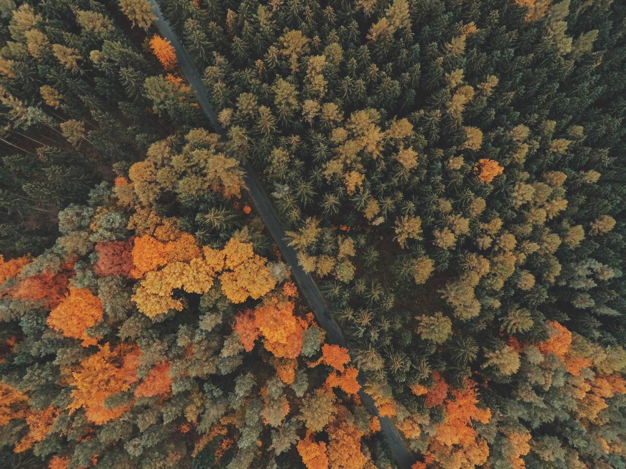 树林,林道,黄色,超清壁纸