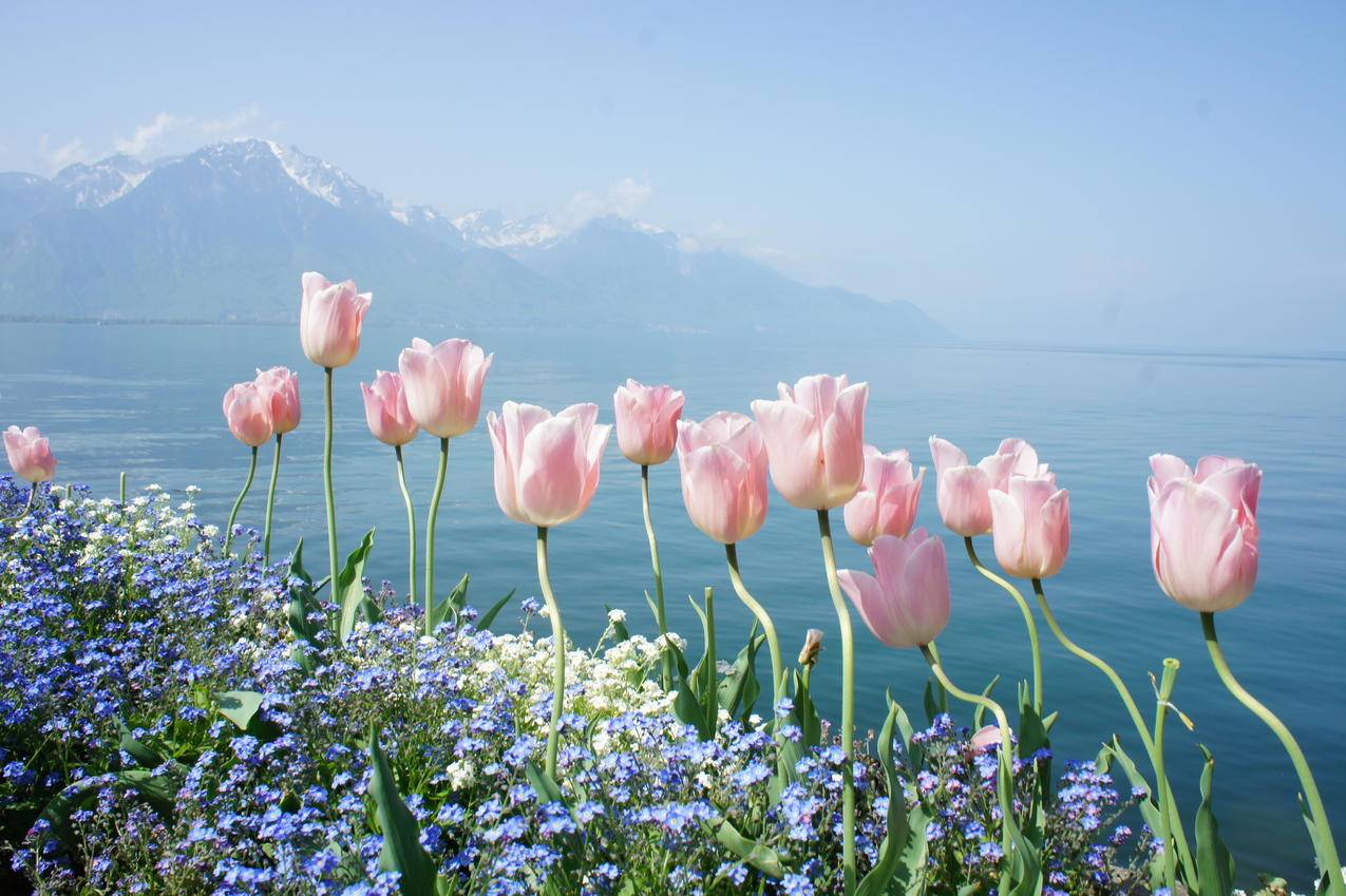 大海,鲜花,4K风景壁纸