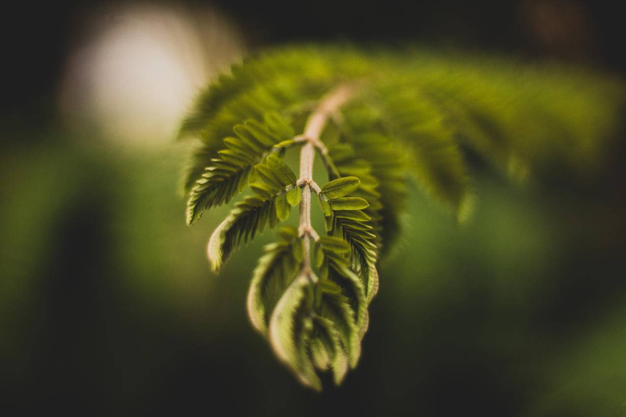 绿叶植物的选择性聚焦摄影