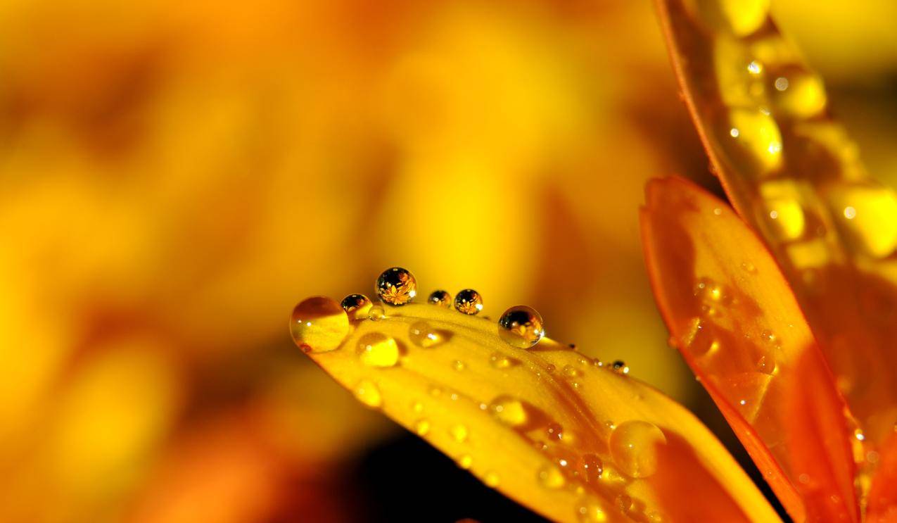 水滴,雨滴,花,镜像,4K壁纸