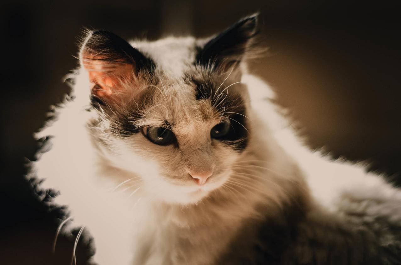 可爱的猫