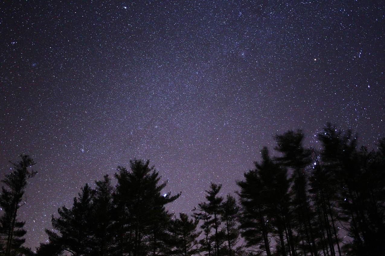 夜间黑星光下树木的剪影