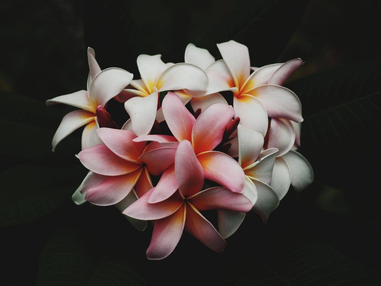 自然,鲜花,花朵4K壁纸