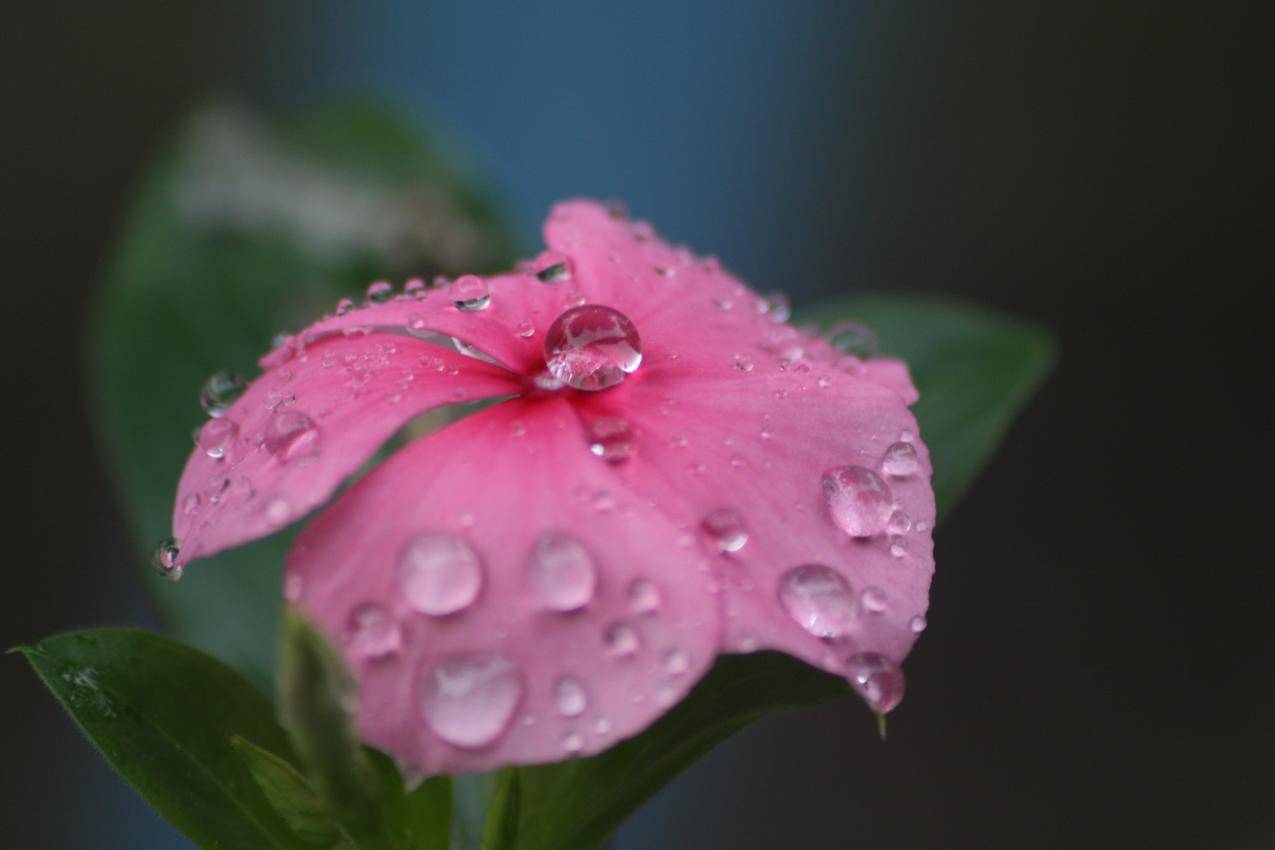 水滴,鲜花,雨,自然,粉红色花瓣,4K壁纸