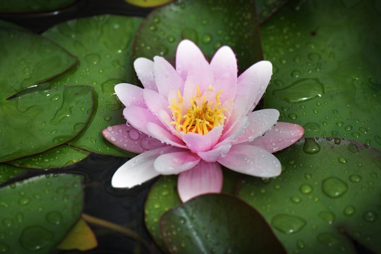 池塘植物,睡莲,4K壁纸