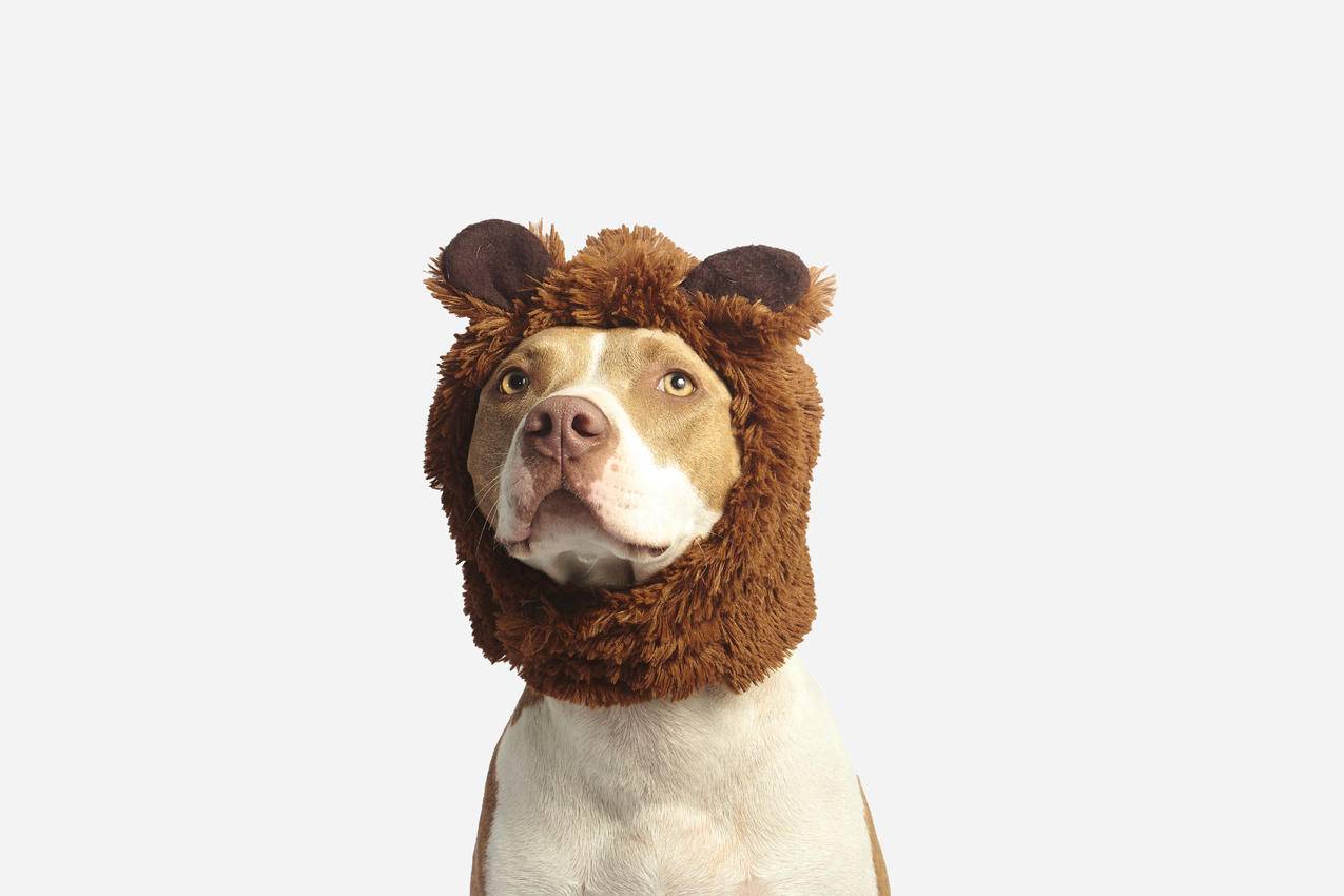 棕色和白色美国棕色斗牛犬