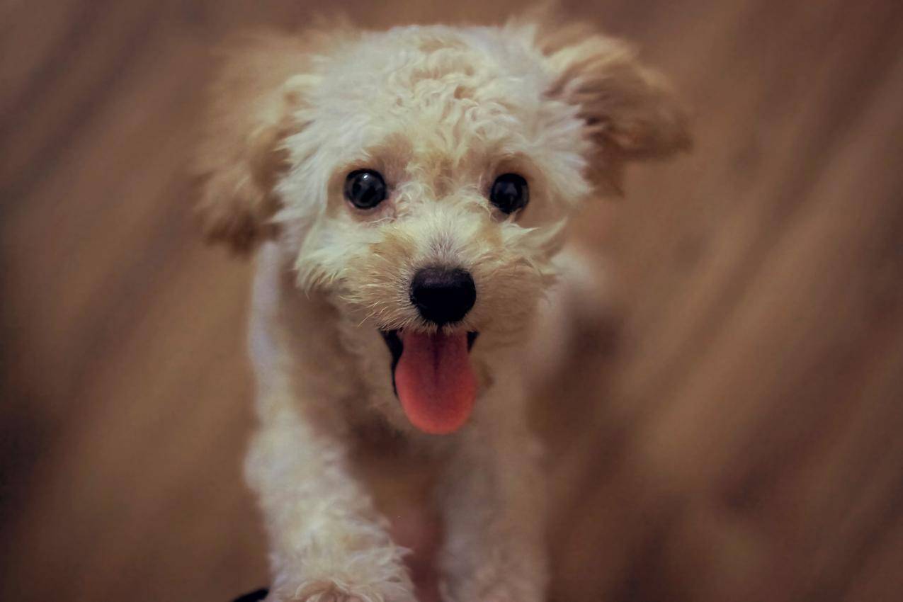 奶油玩具贵宾犬
