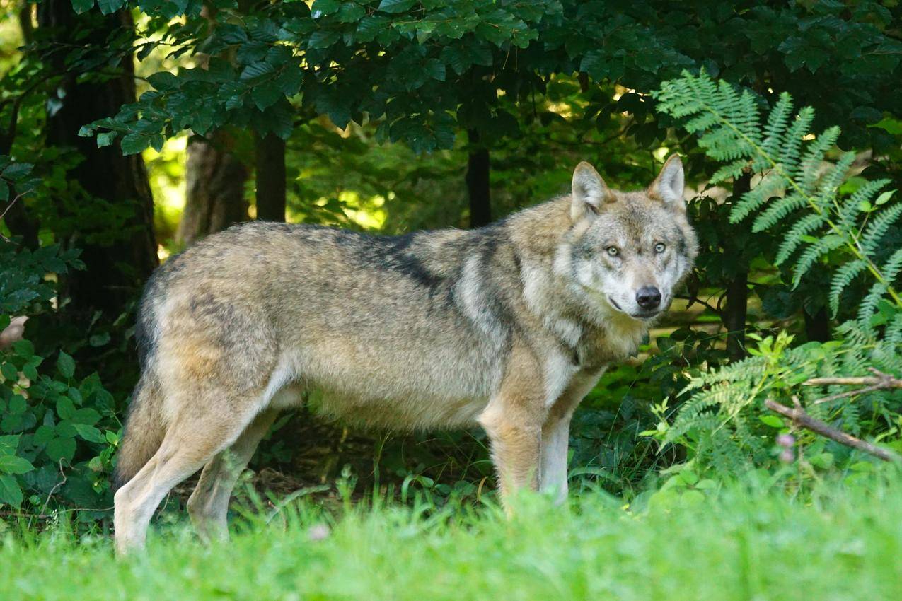 Brown,Wolf站在青草上