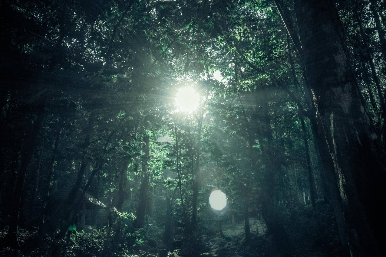 阳光下的绿色雨林