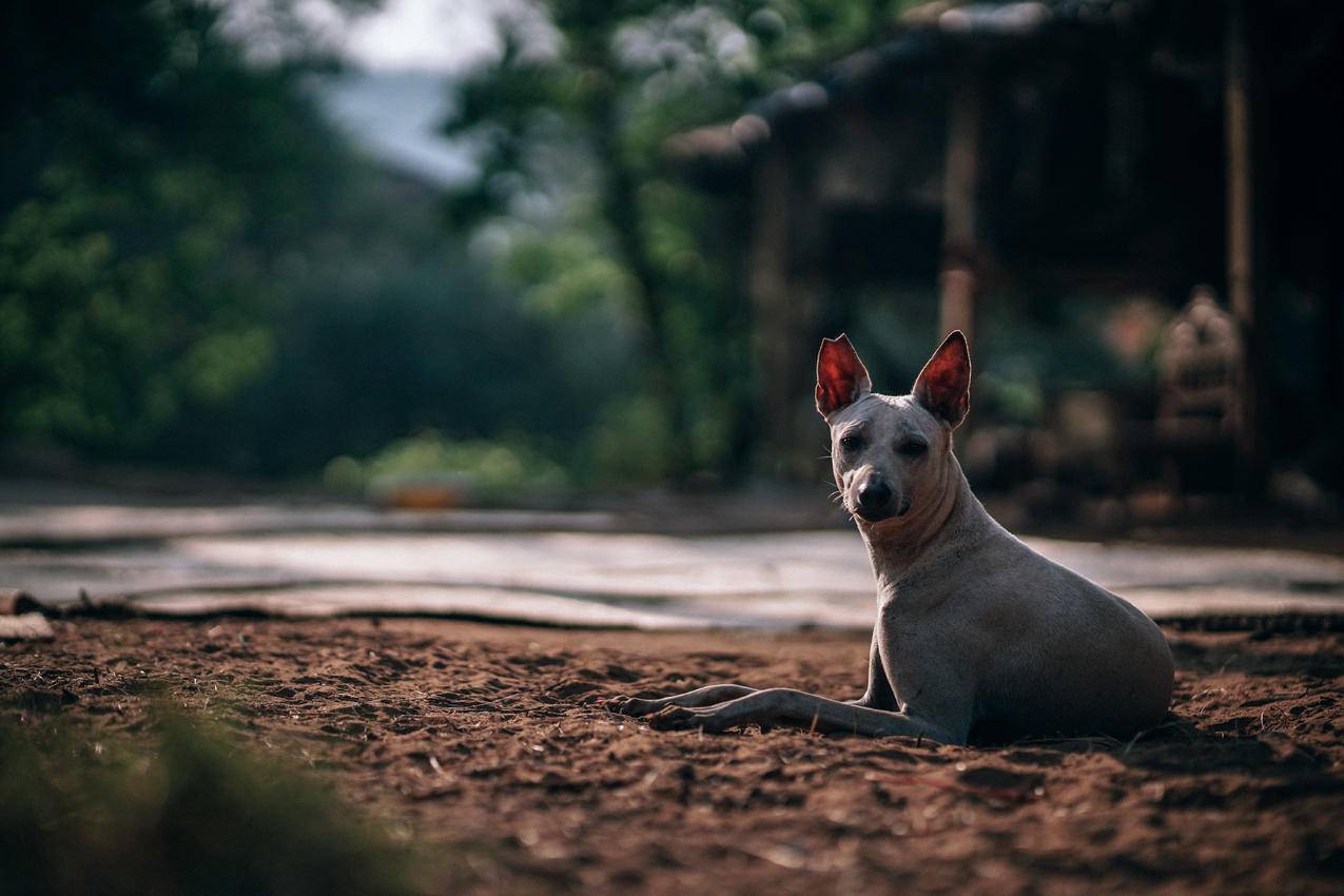 短涂布犬的选择性聚焦摄影