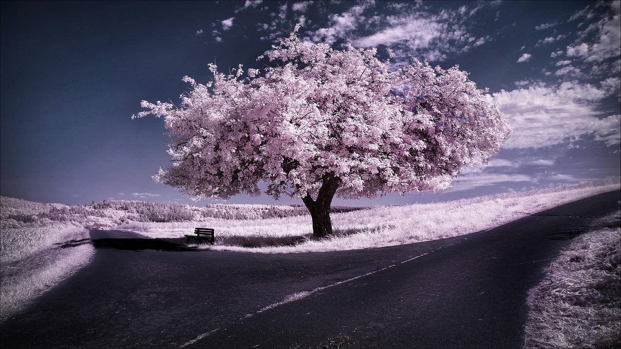 冬季风景,天空,树,道路,4K高清壁纸