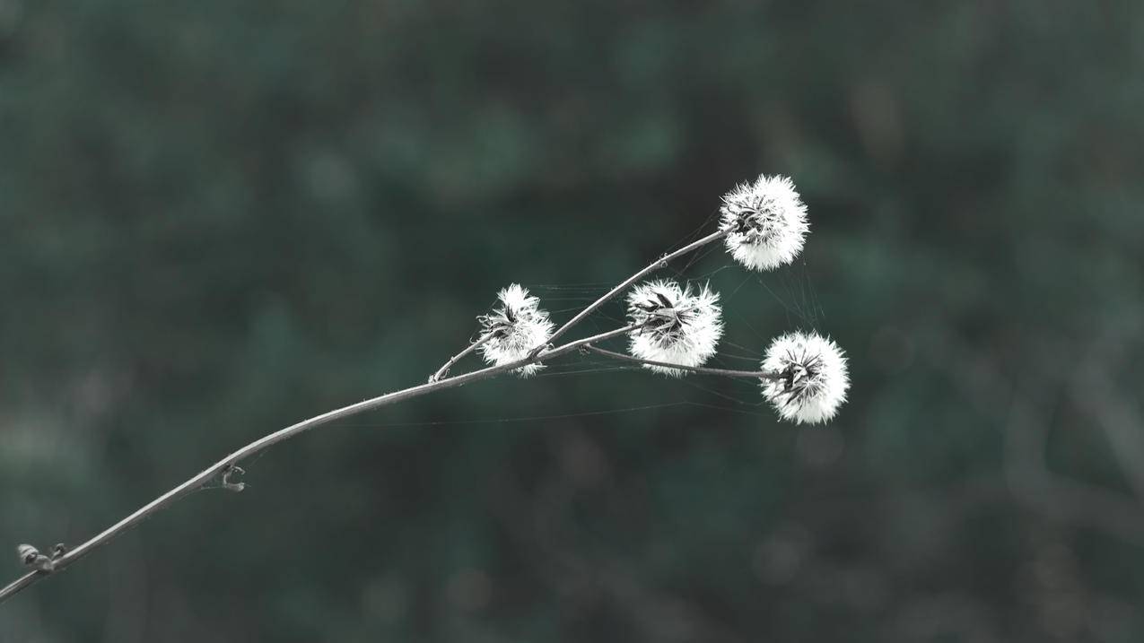 蒲公英,4K高清风景壁纸