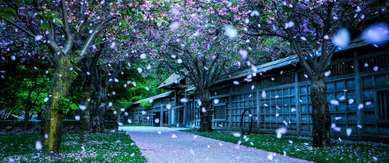 Kariya,Park,公园风景3440x1440壁纸
