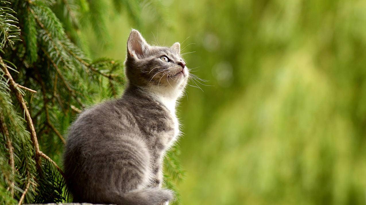叶子,户外,猫,仰望,4K萌动物壁纸