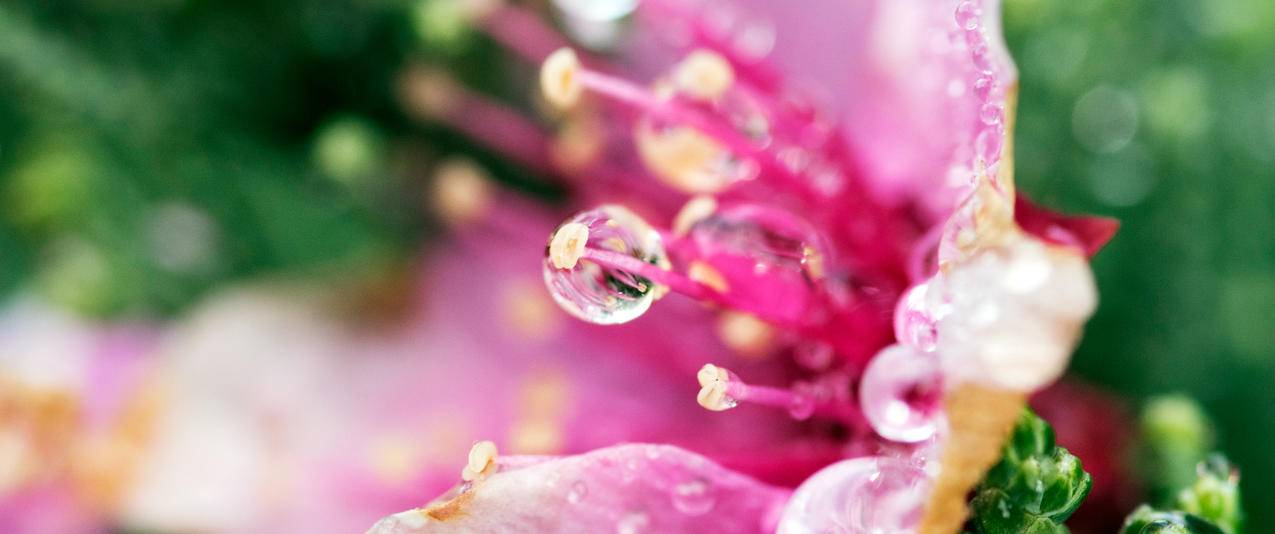 花3440x1440高清壁纸