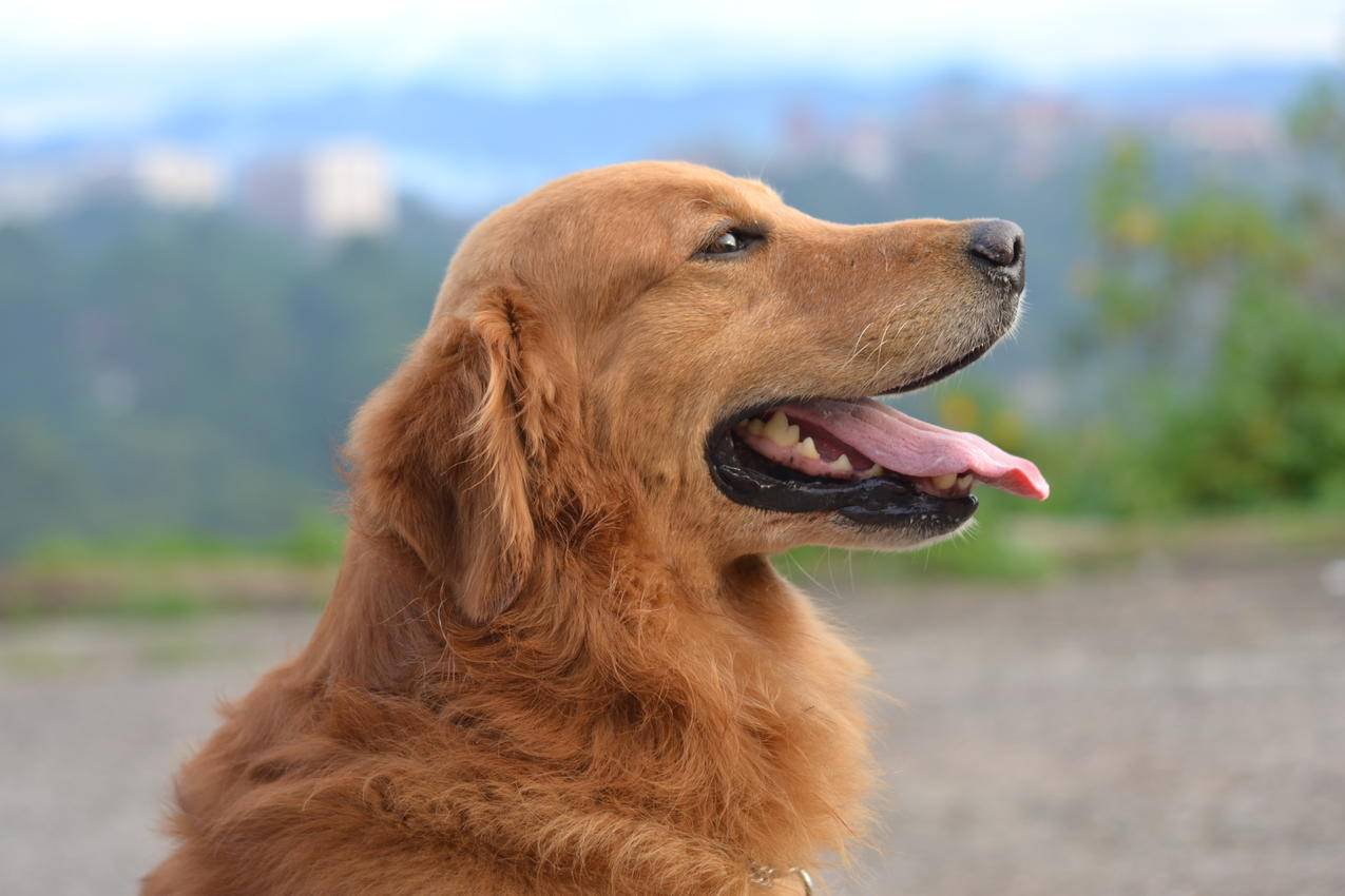 金色猎犬的浅聚焦摄影