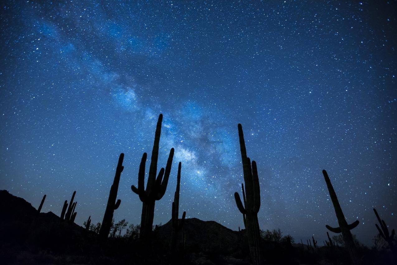 星空下的仙人掌