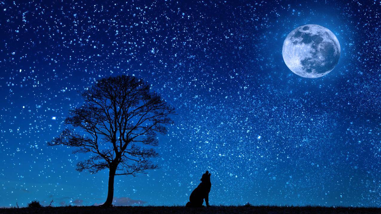 狗,狼,月球,树,繁星点点的天空,剪影,草地,4K风景壁纸
