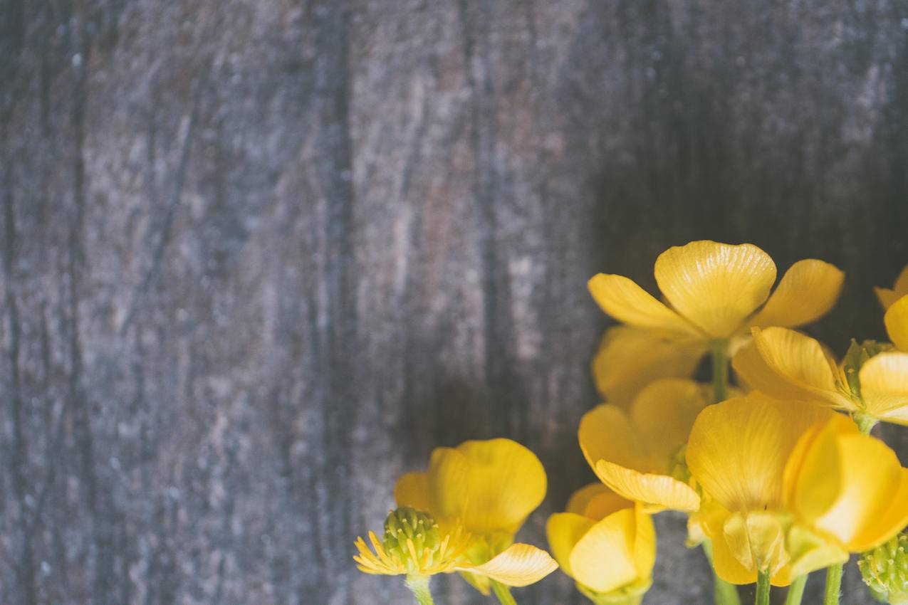 Yellow,Petaled,Flowers特写镜头