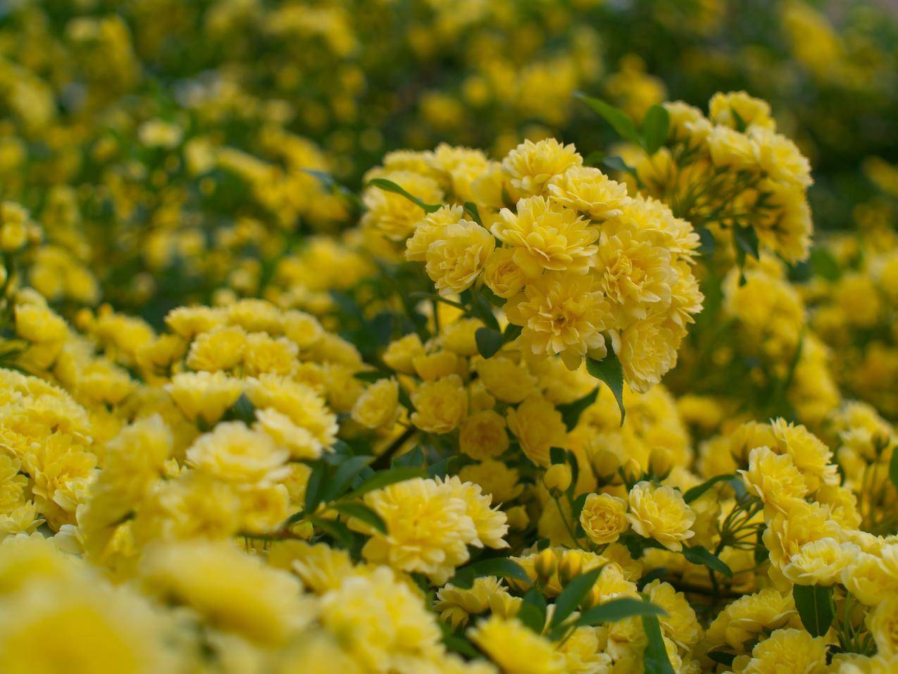 黄色玫瑰花4K壁纸