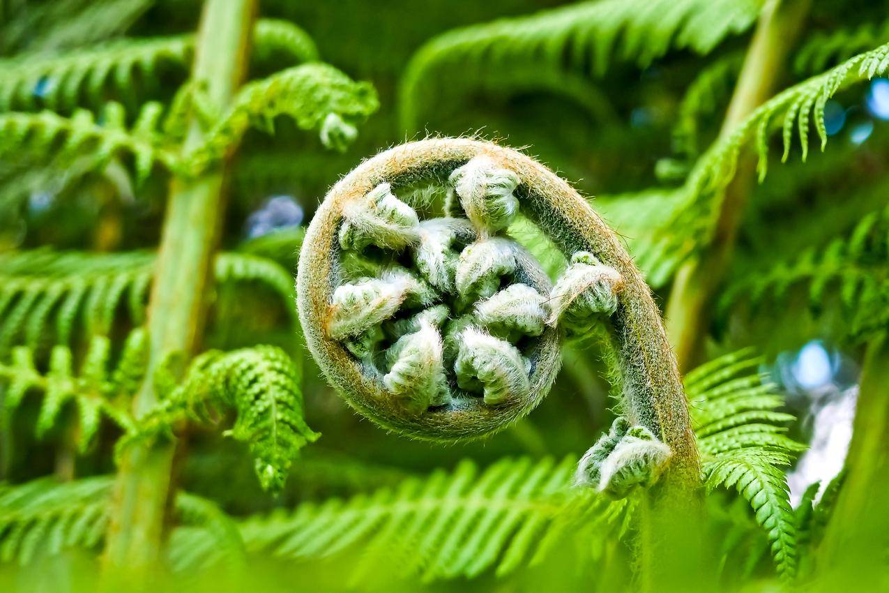 蕨类,植物群,植物园,蕨类植物4K图片