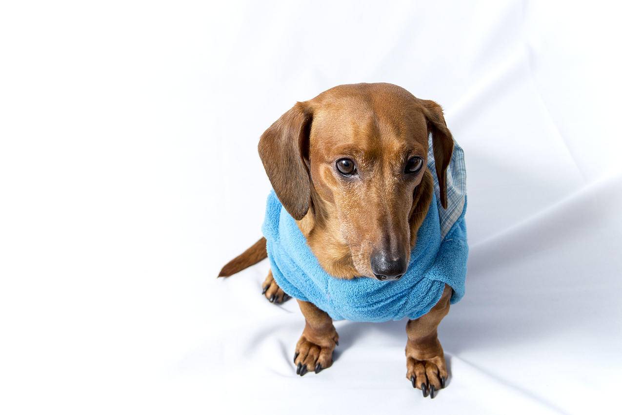 穿棕色衬衫的成年腊肠犬