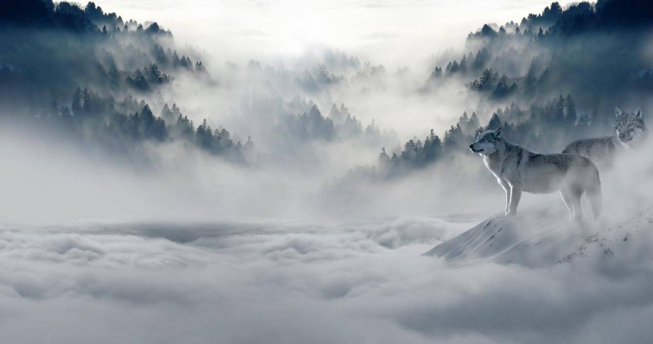 雪原上的狼图片
