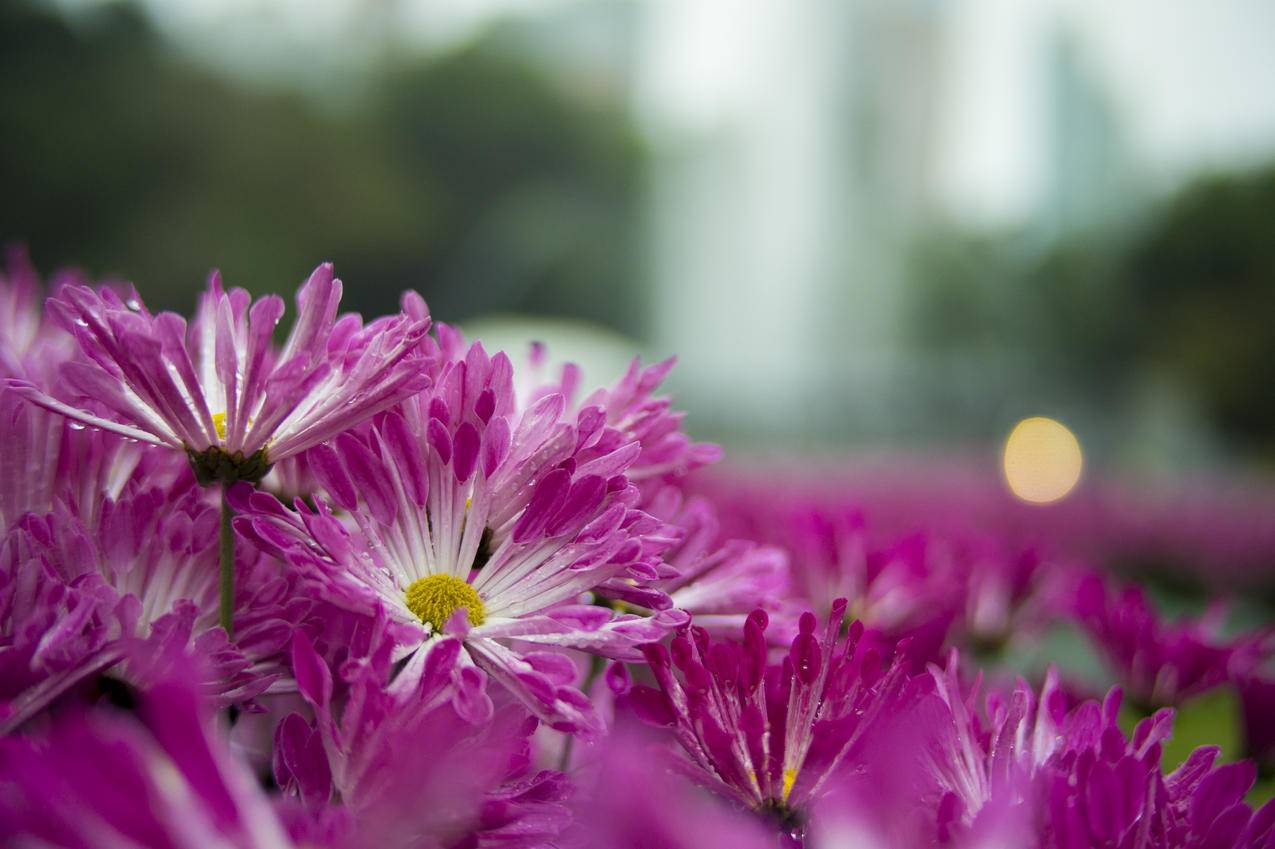 紫花浅焦摄影