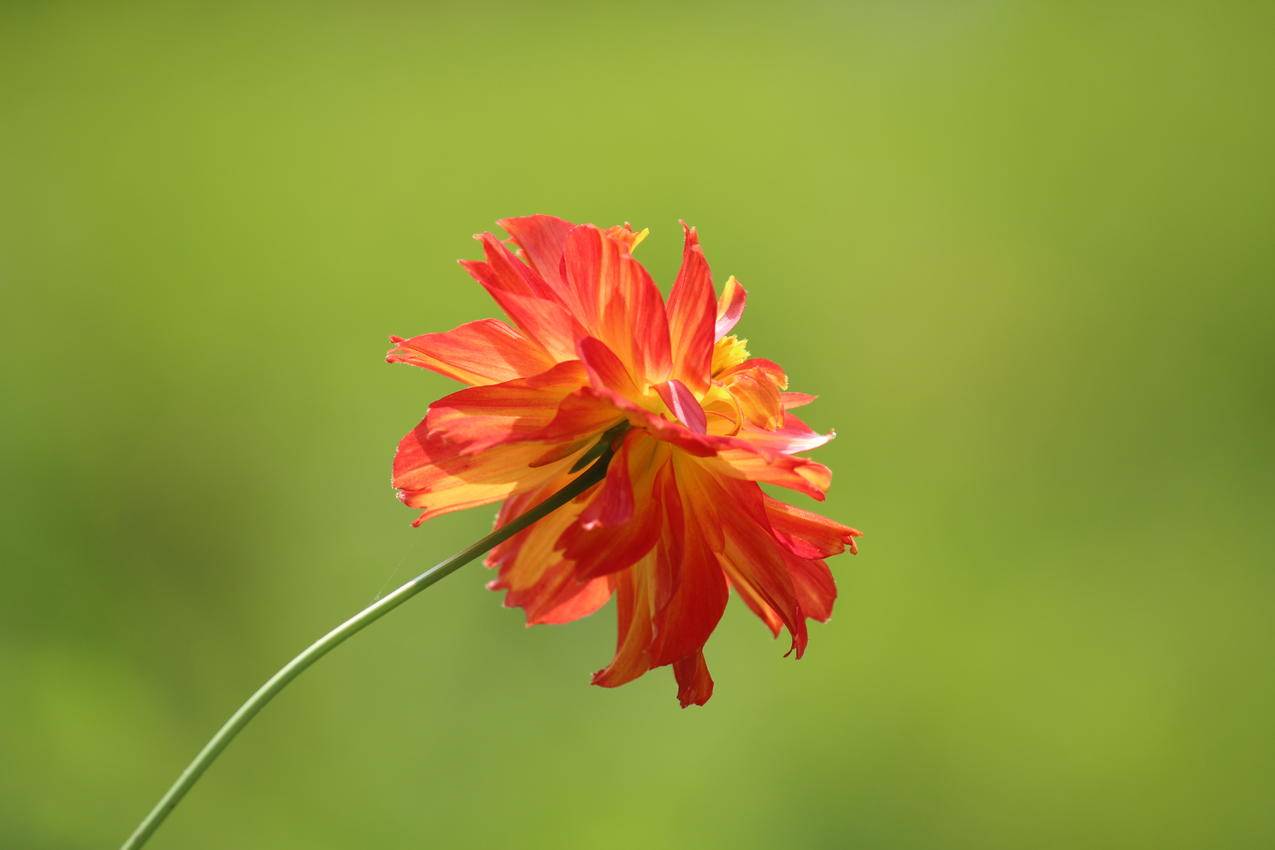 红花黄移摄影