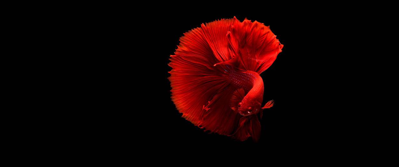 红色金鱼3440x1440壁纸